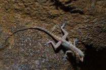 Anolis jesynní