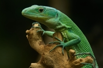 Ještěrka stromová