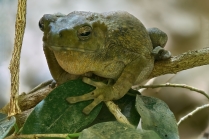 Ropucha skrvnkovaná