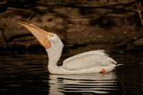 Pelikán