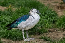 Pižmovka hřebenatá